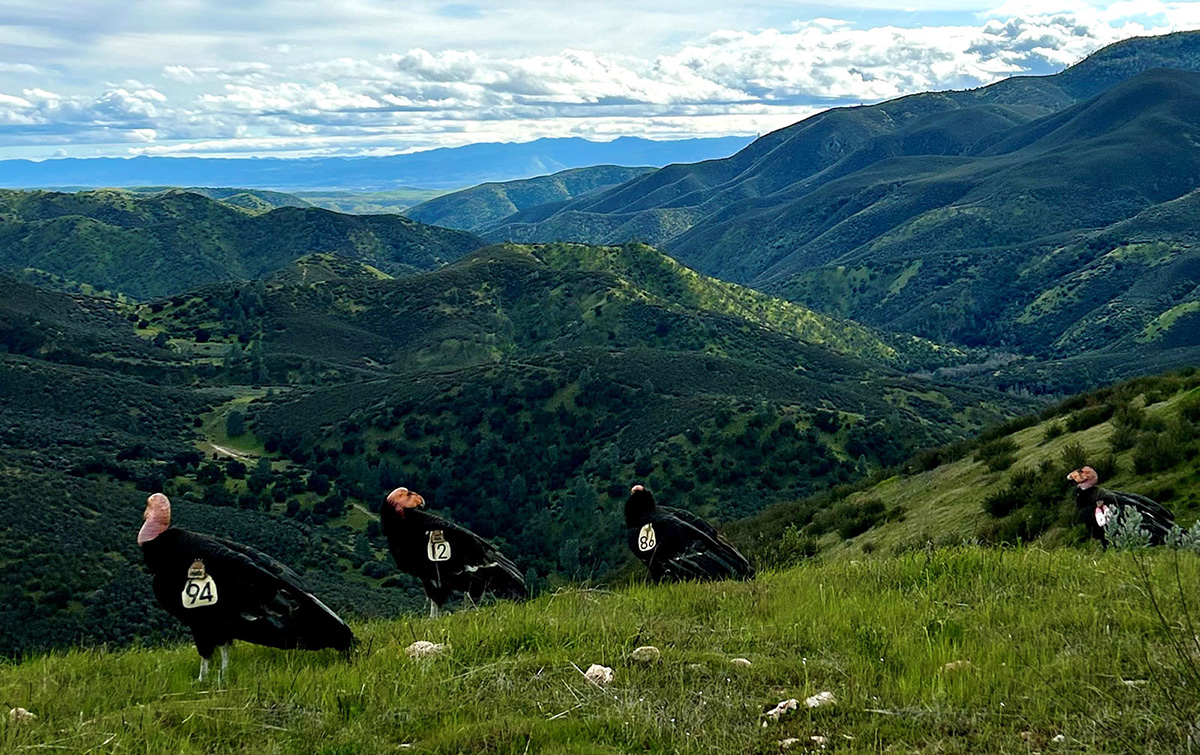 Photo by Joseph Belli.
Condor flock at Pinnacles National Park. Two of the birds in this picture, the ones in the middle with numbers 12 and 86 on their tags, were among those who flew to the Diablo Range on August 18, 2024.